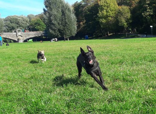 Wohlbefinden für Hunde in München